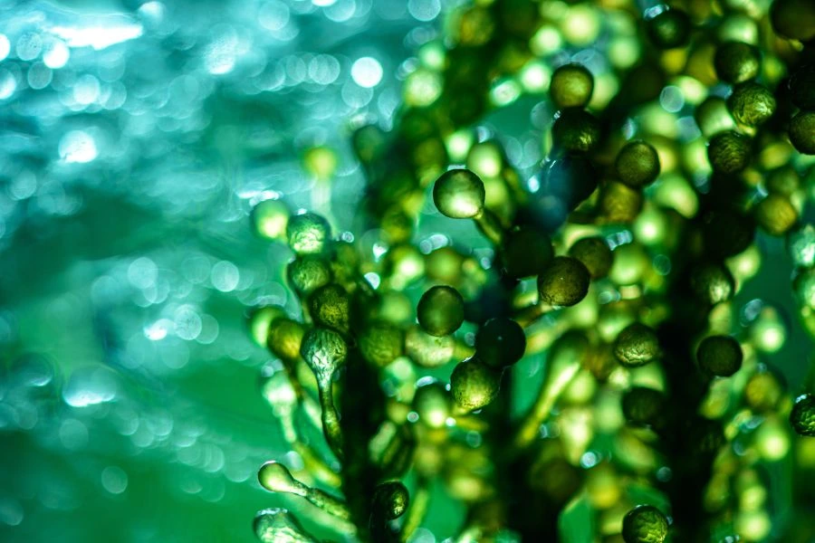 Algae under water